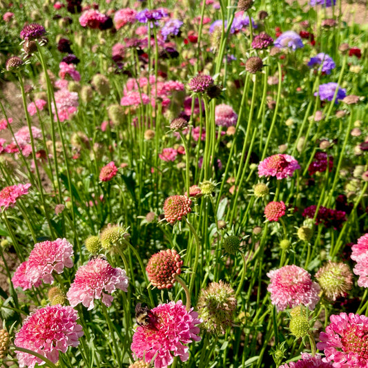 Scabiosa - Formula Mix