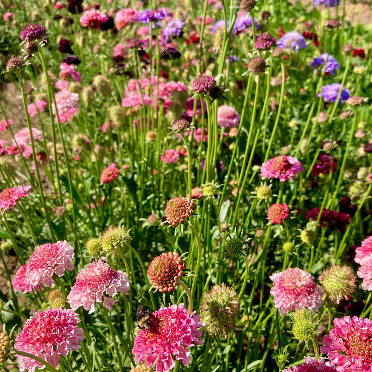 Scabiosa ⁃ Organic Seed - Formula Mix