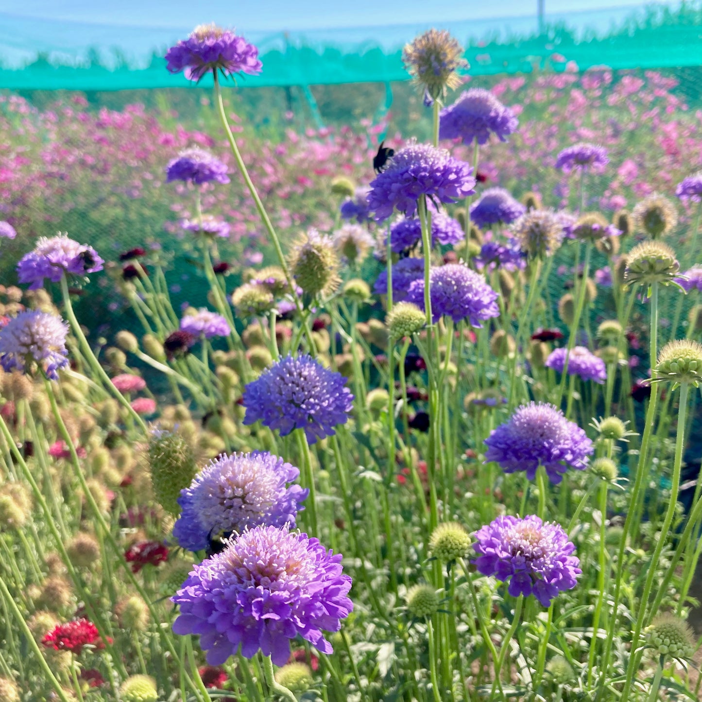Scabiosa - Formula Mix