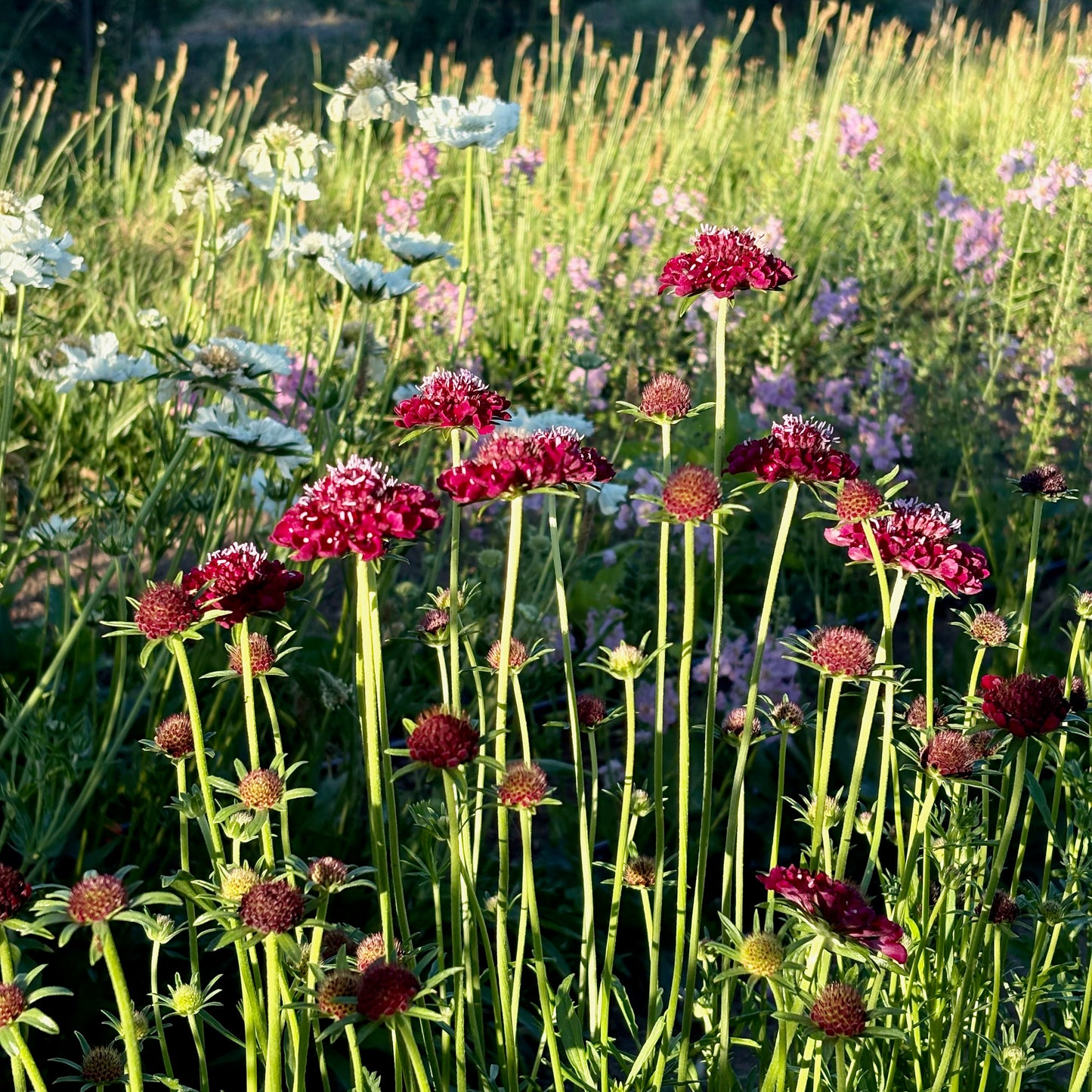 Scabiosa ⁃ Organic Seed - Picotee Pincushion Mix