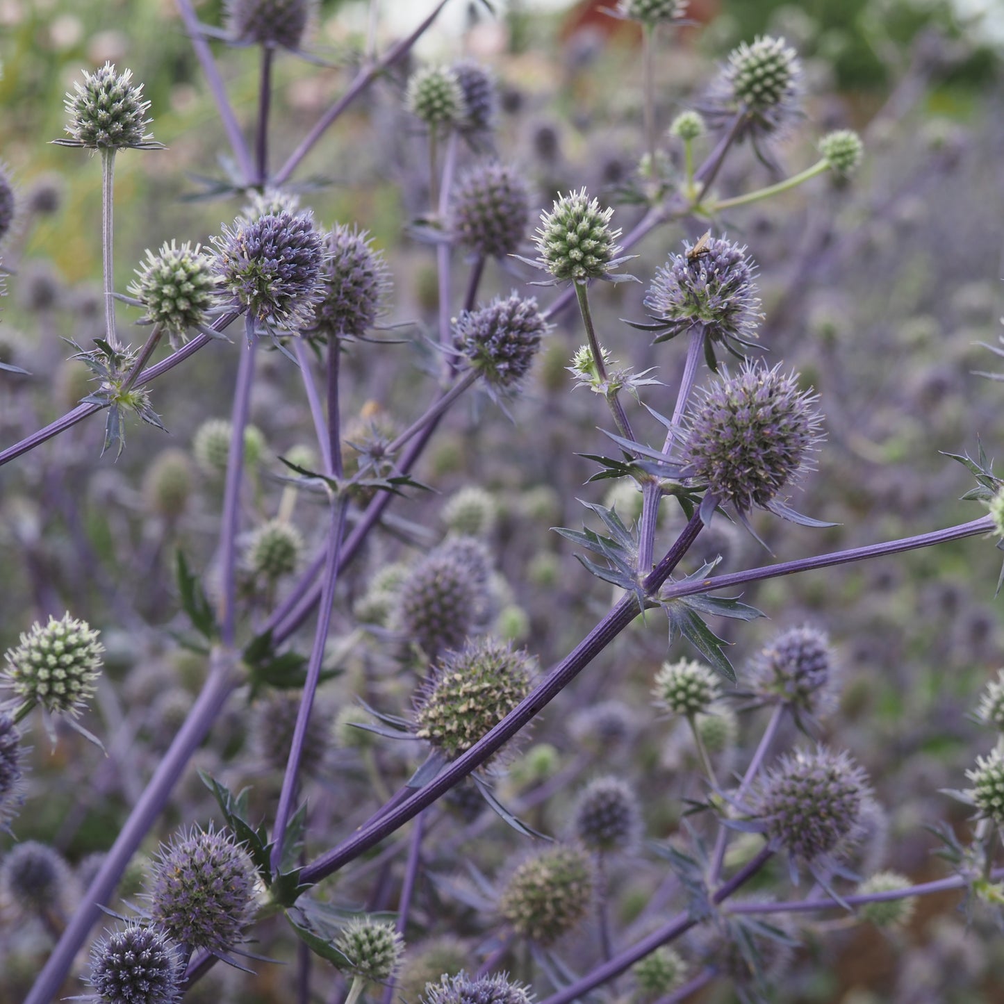Sea Holly ⁃ Organic Seed - Blue Glitter