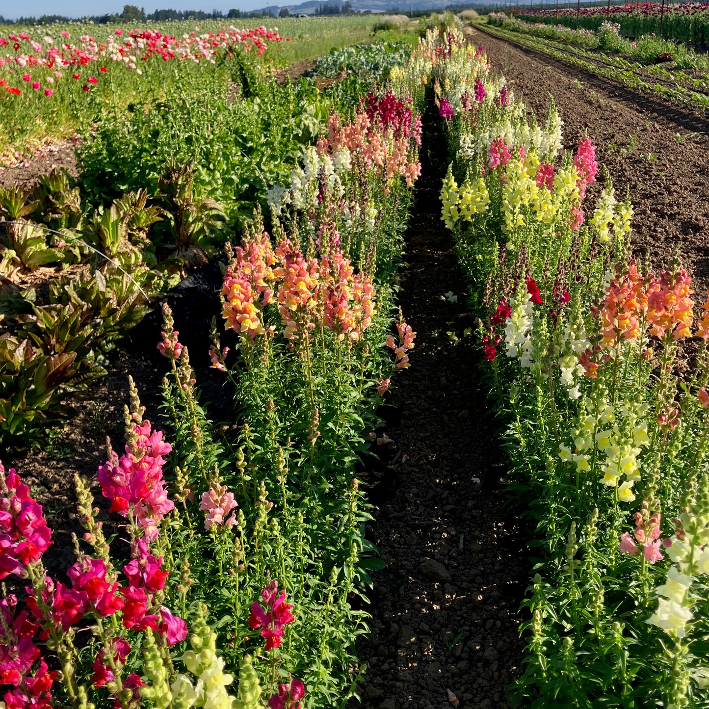 Snapdragon - Lion's Mouth Blend