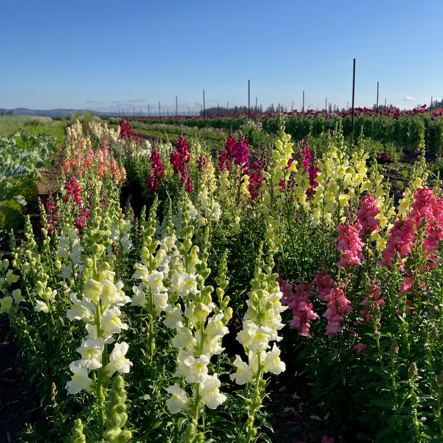 Snapdragon - Lion's Mouth Blend