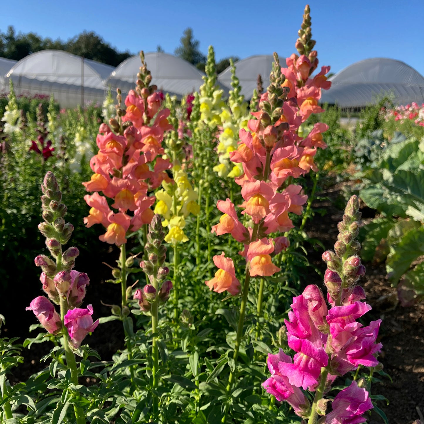 Snapdragon - Lion's Mouth Blend
