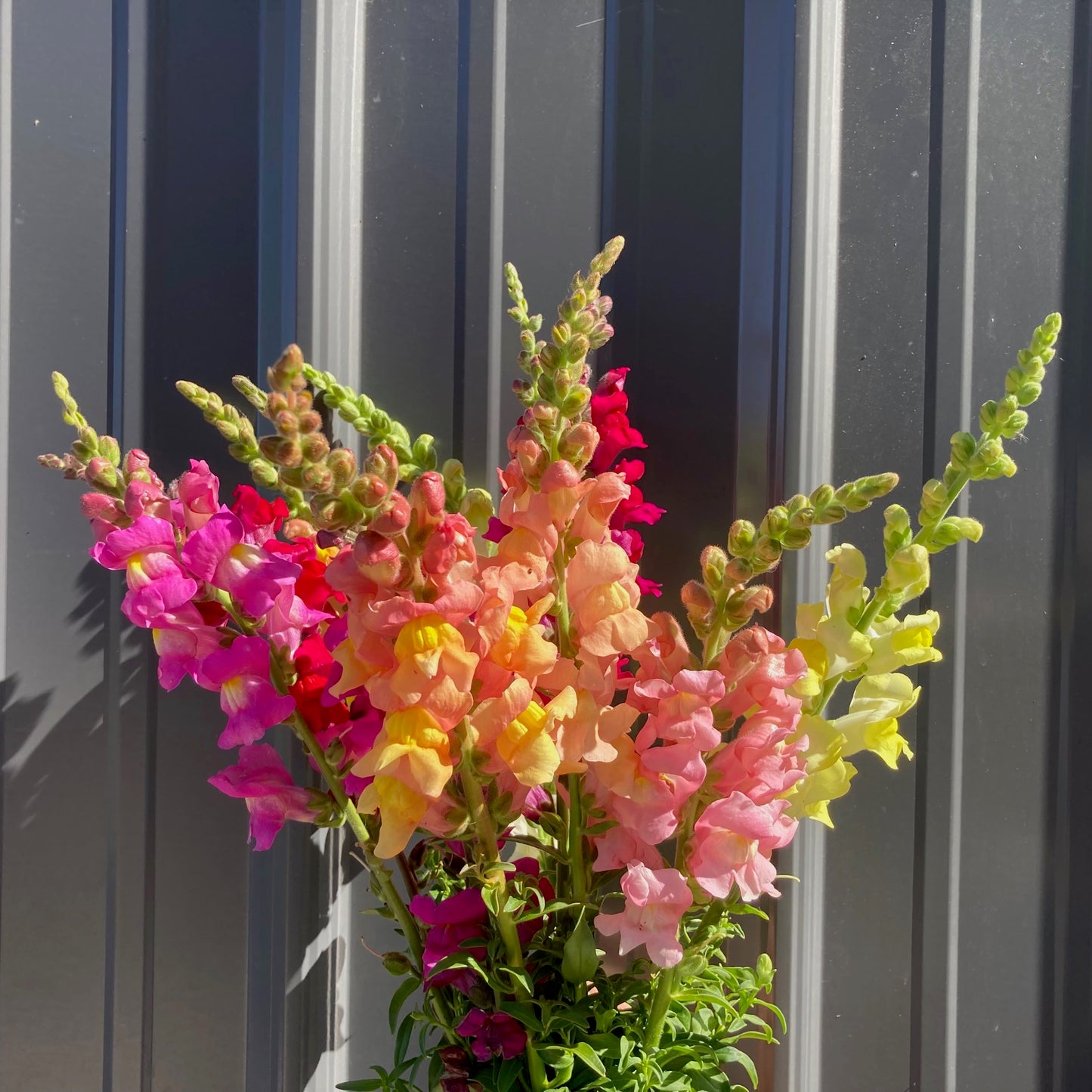 Snapdragon - Lion's Mouth Blend
