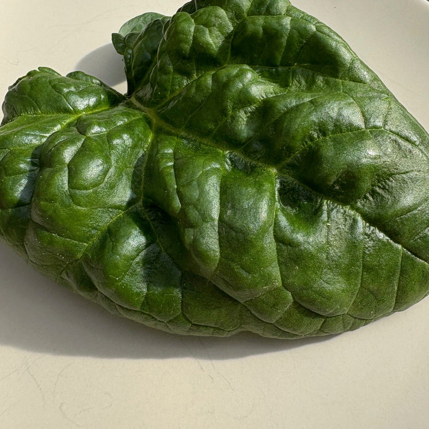 Spinach - Abundant Bloomsdale