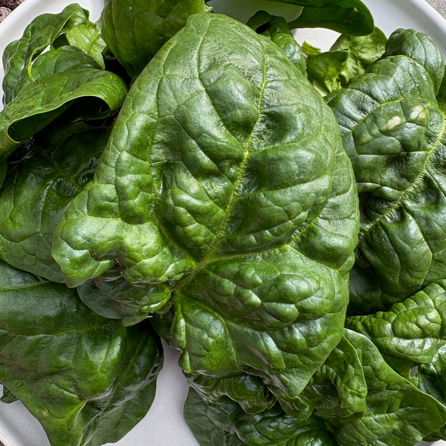 Spinach - Equinox