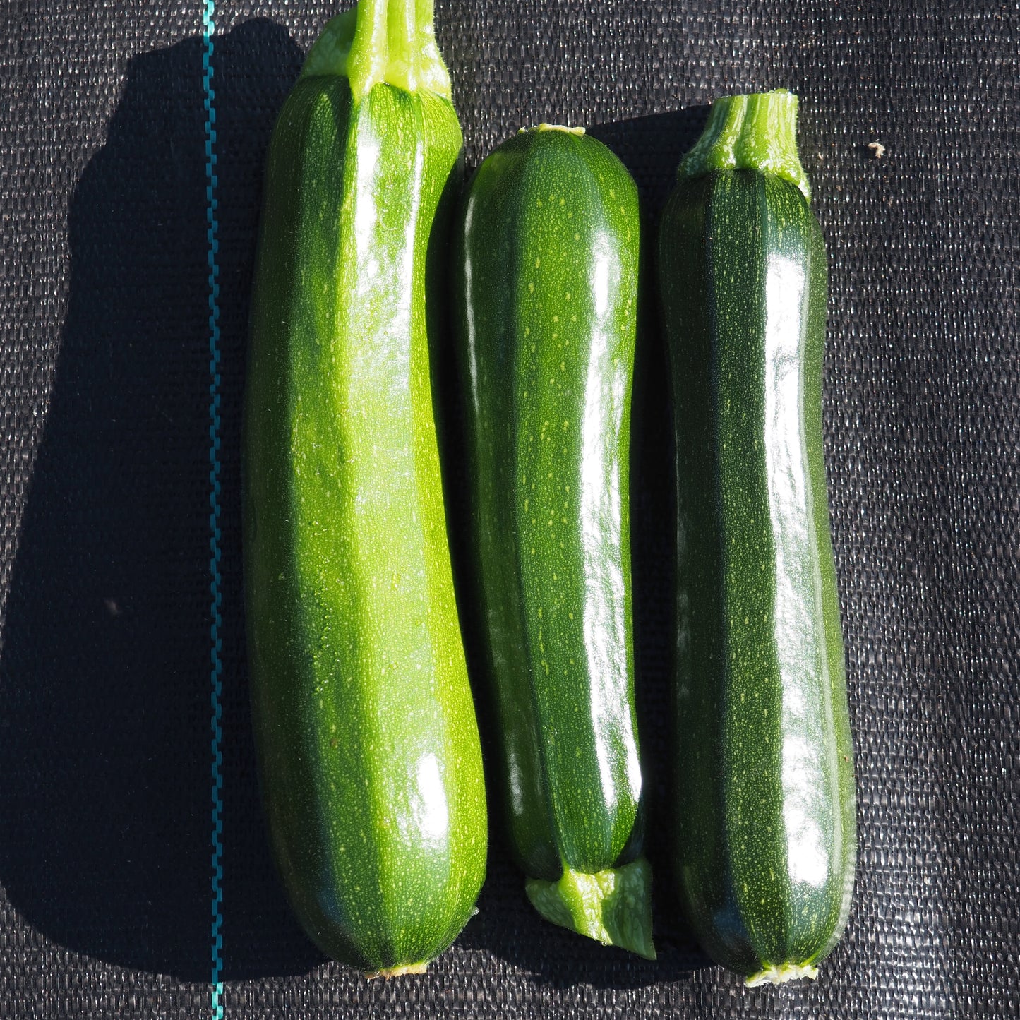 Squash, Summer ⁃ Organic Seed - Dark Star