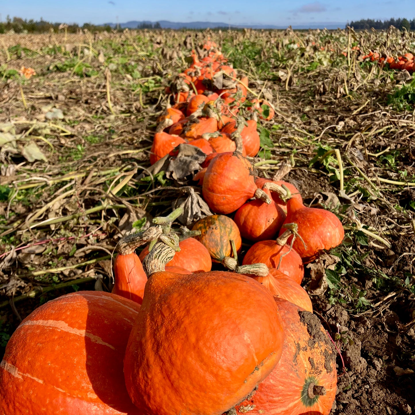 Squash, Winter - Red Kuri