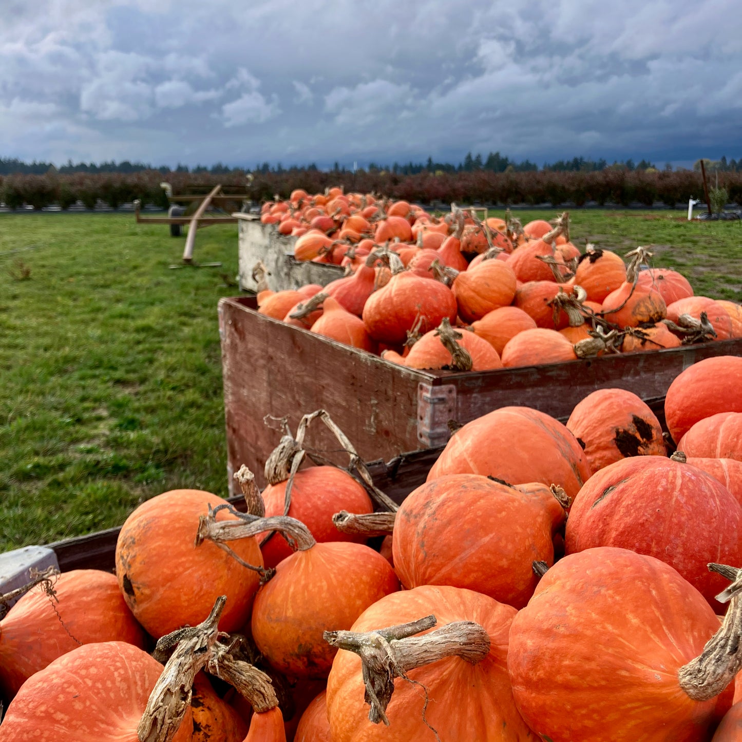 Squash, Winter - Red Kuri