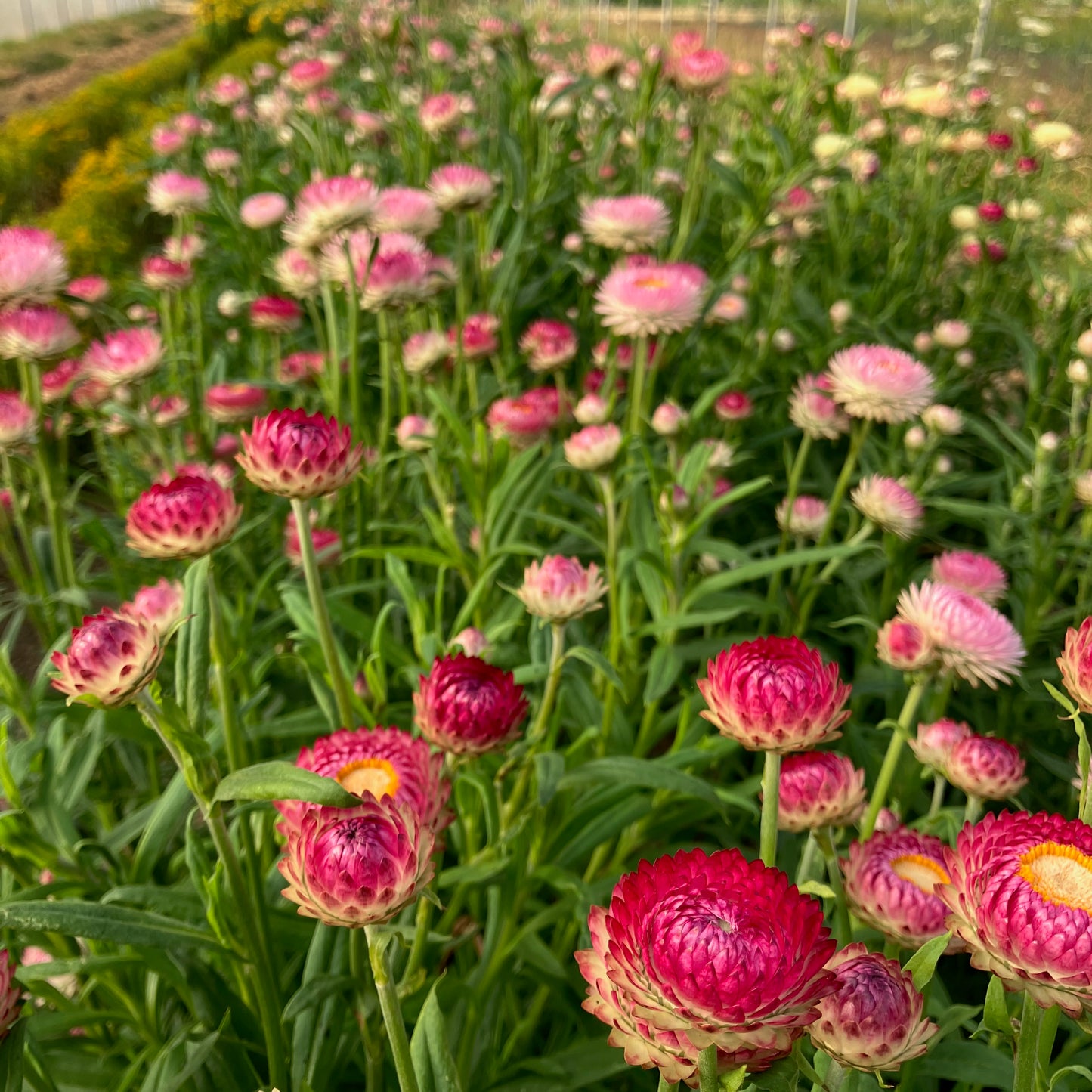 Strawflower - Bright Rose