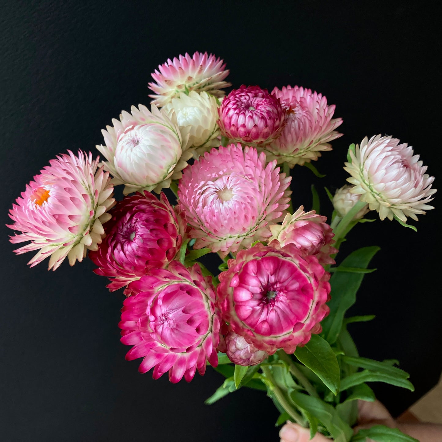 Strawflower - Bright Rose