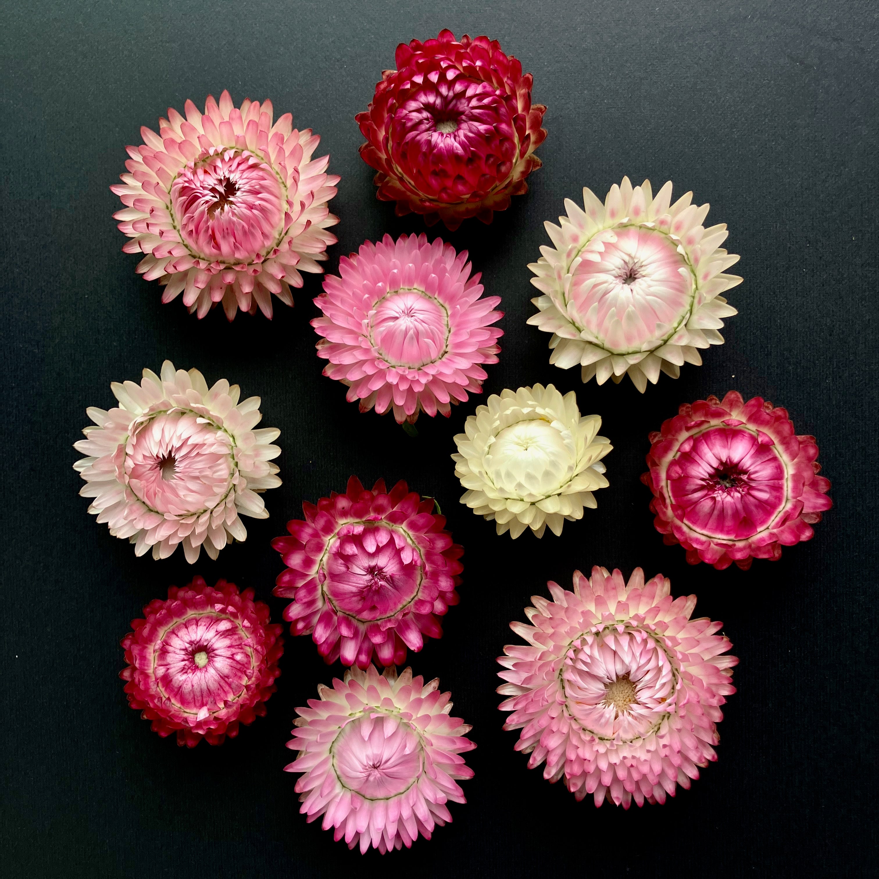 straw flower seeds Strawflower ⁃ Organic Seed