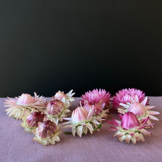 Strawflower - Bright Rose