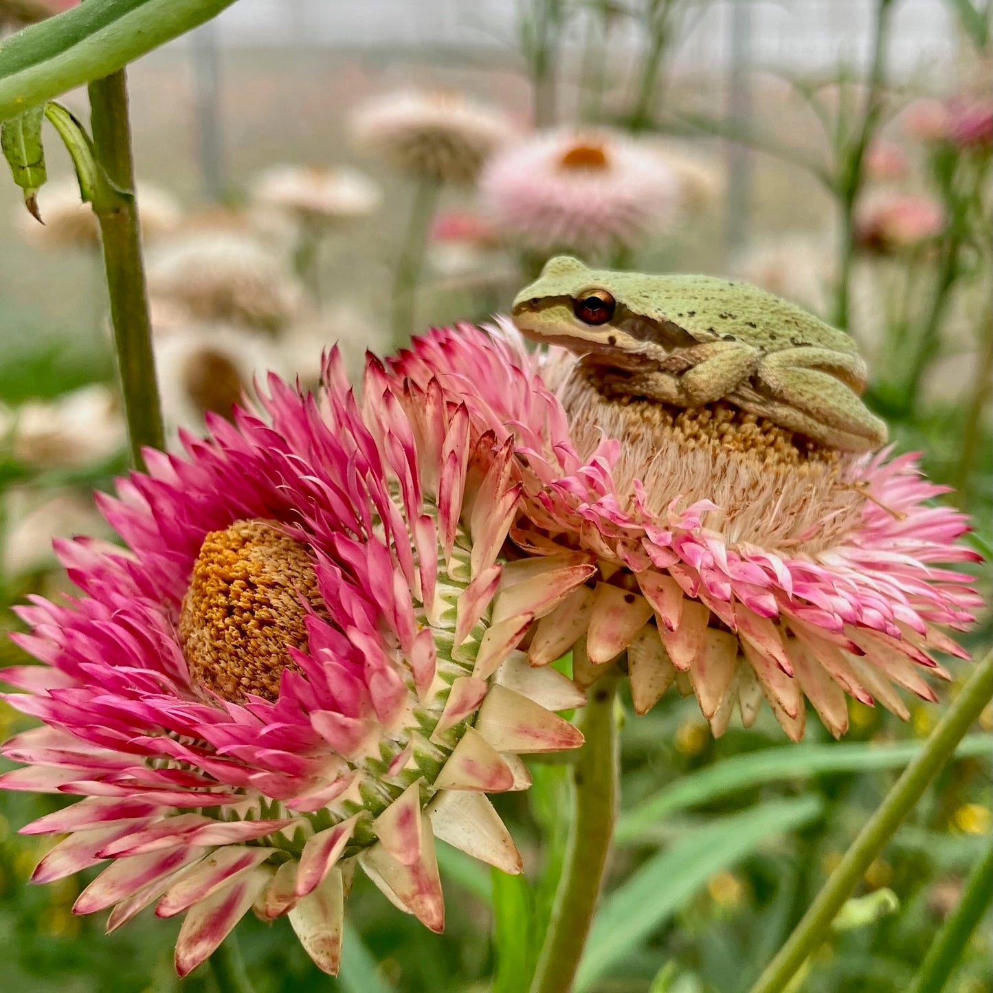 Strawflower - Bright Rose