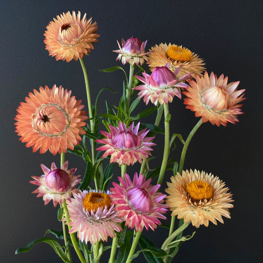 Strawflower - Seashells Mix