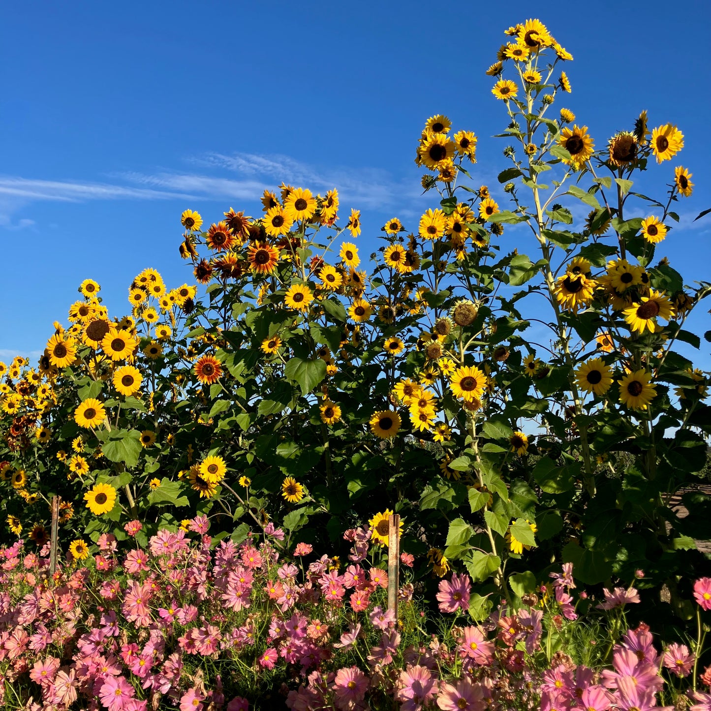 Sunflower - Autumn Beauty