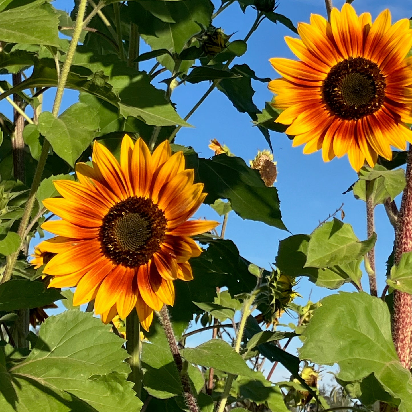 Sunflower - Autumn Beauty