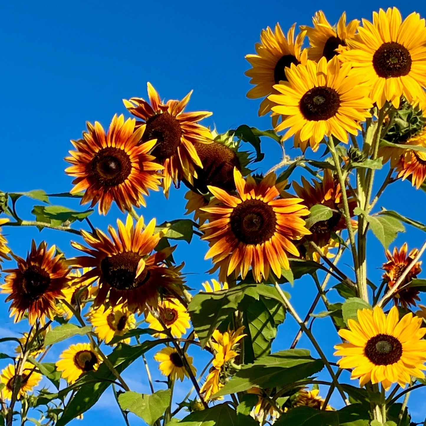 Sunflower - Autumn Beauty