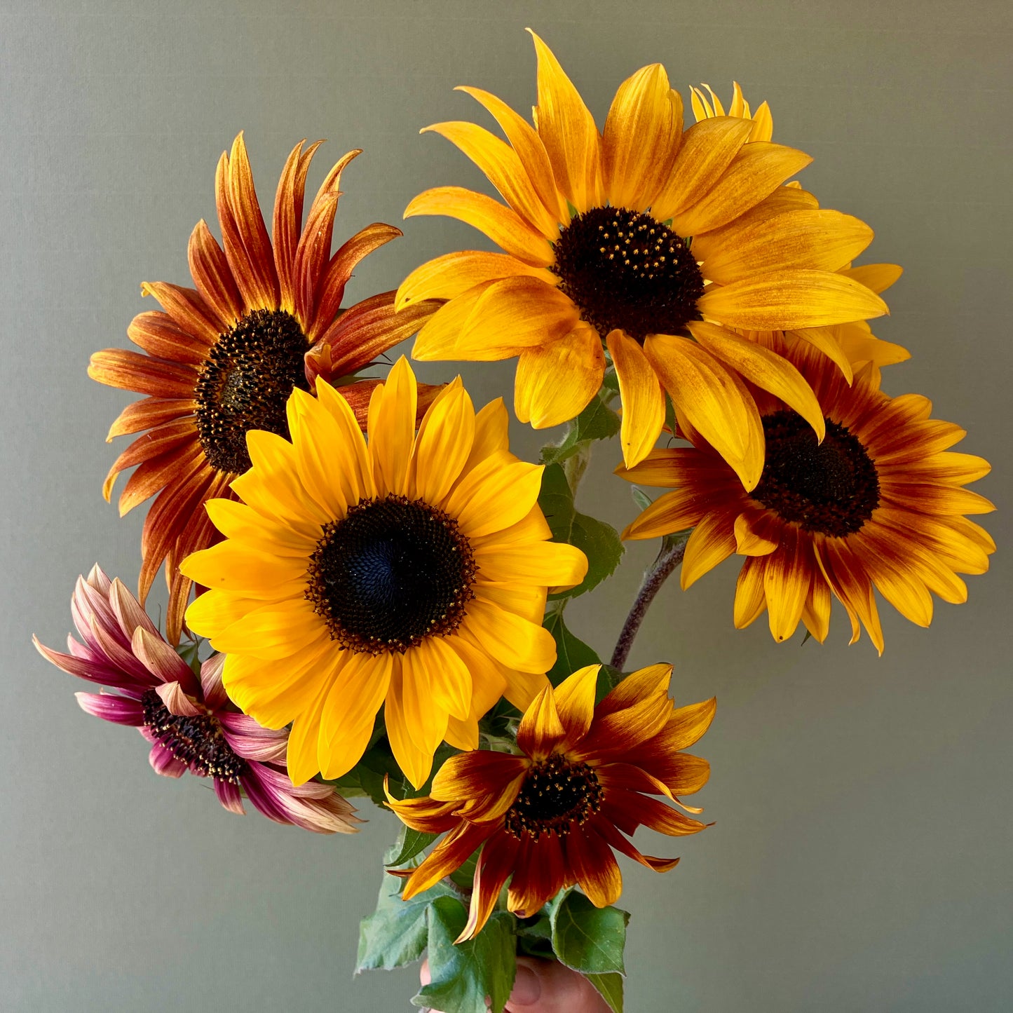 Sunflower - Autumn Beauty