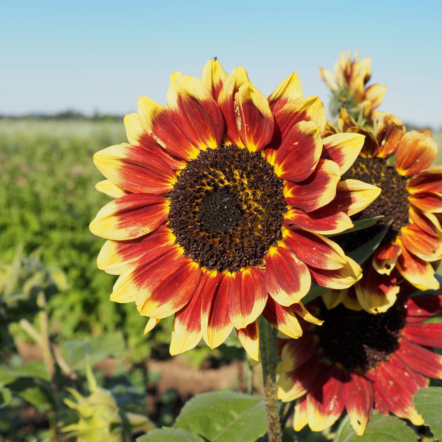 Sunflower ⁃ Organic Seed - Florenza