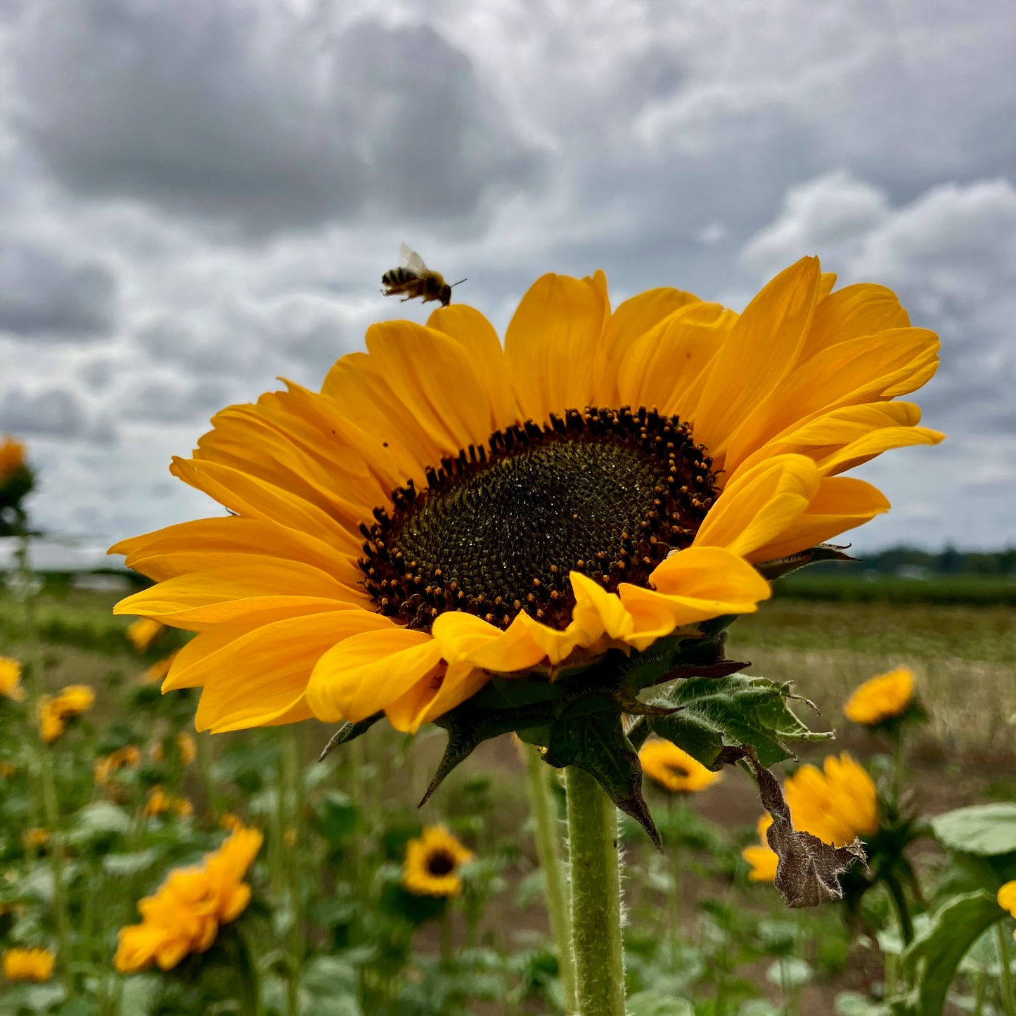 Sunflower - Soraya