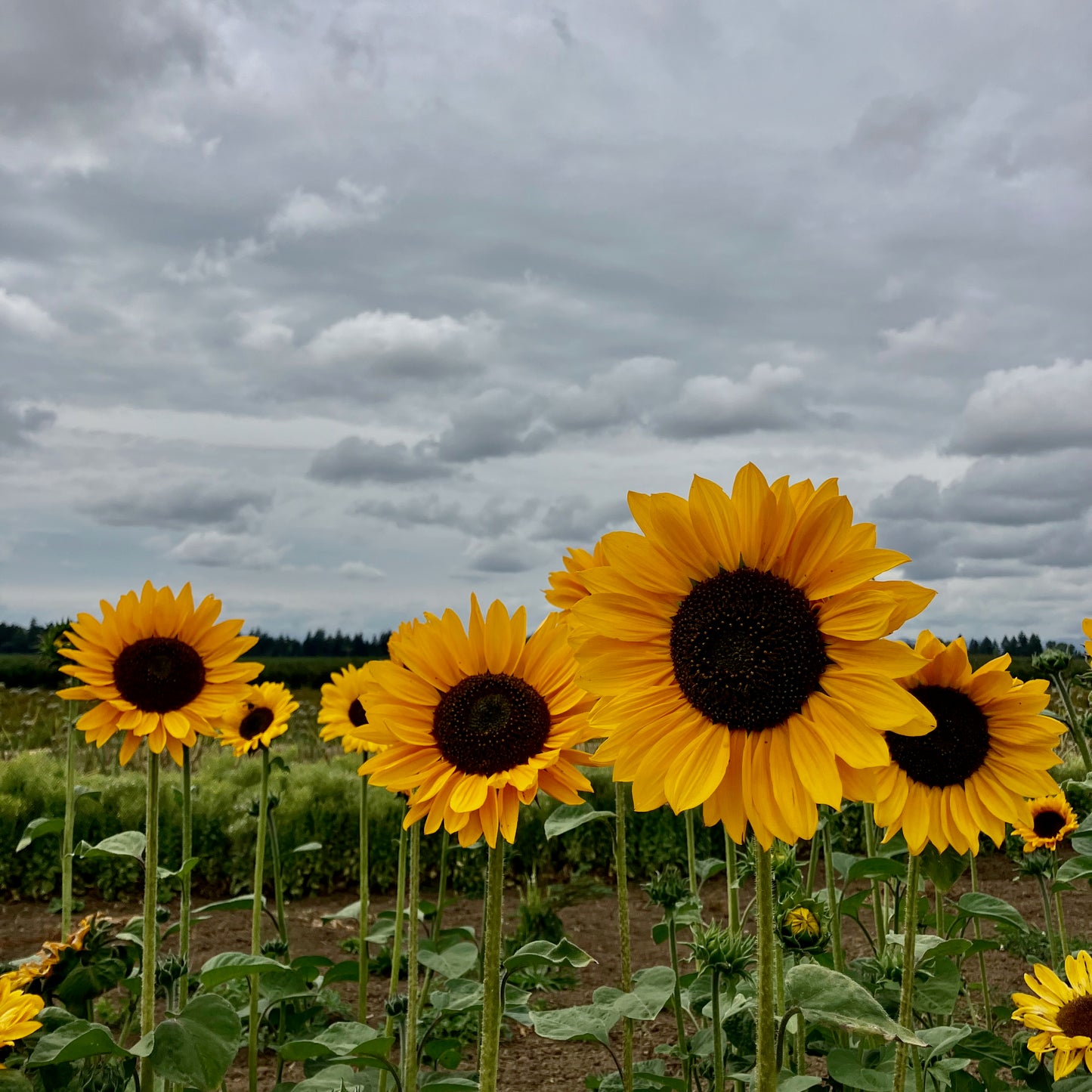Sunflower - Soraya