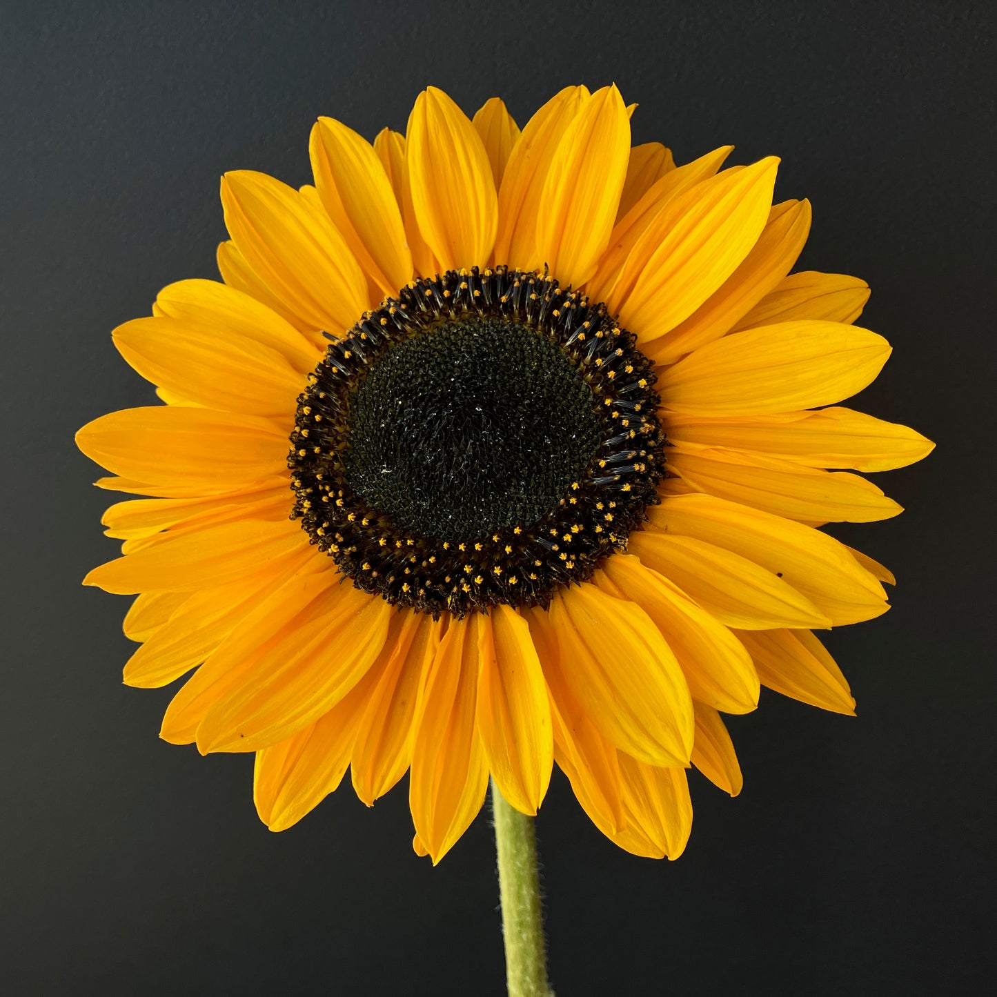 Sunflower - Soraya