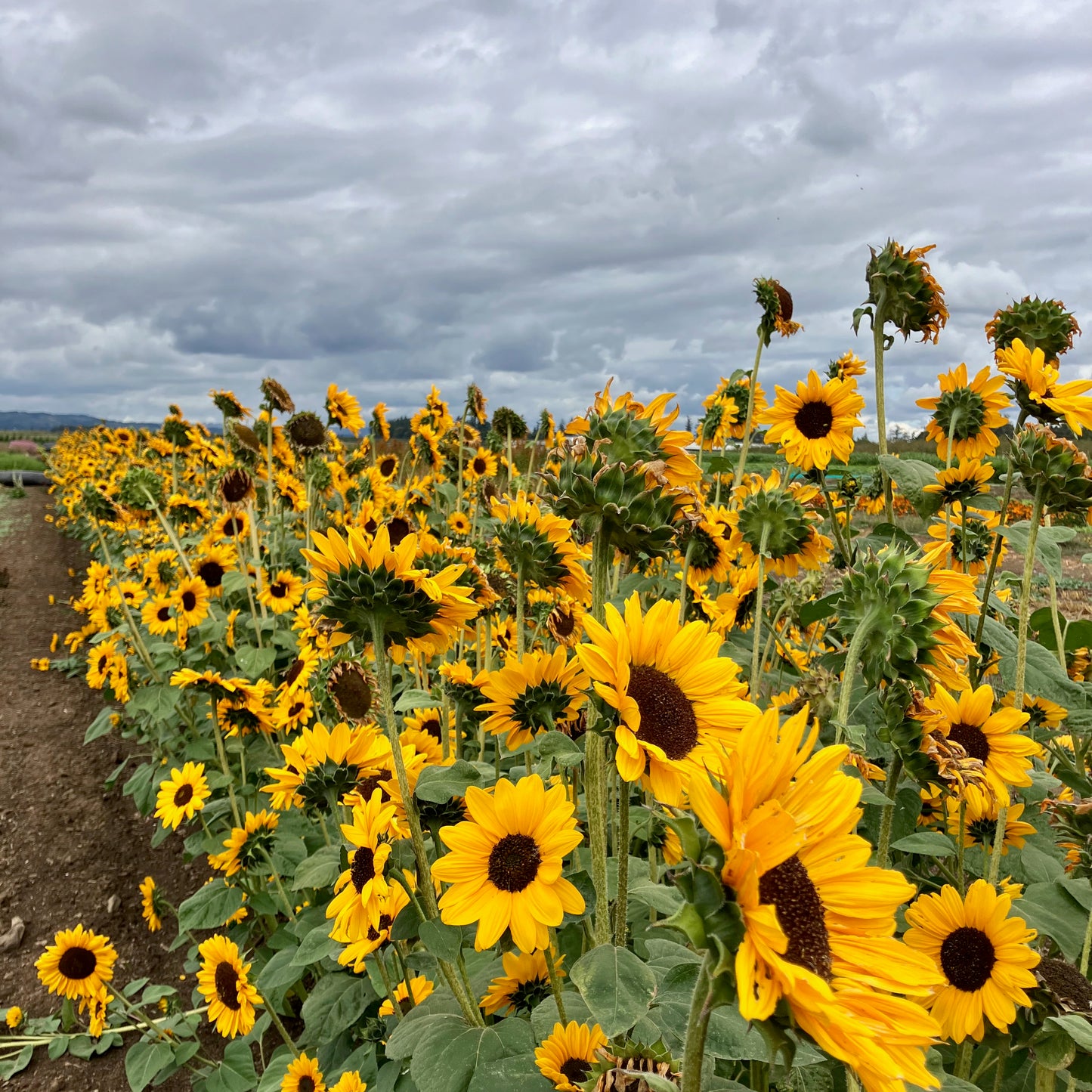 Sunflower - Soraya