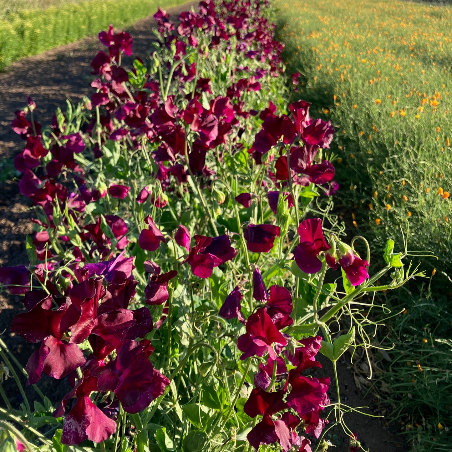Sweet Pea - Balmoral
