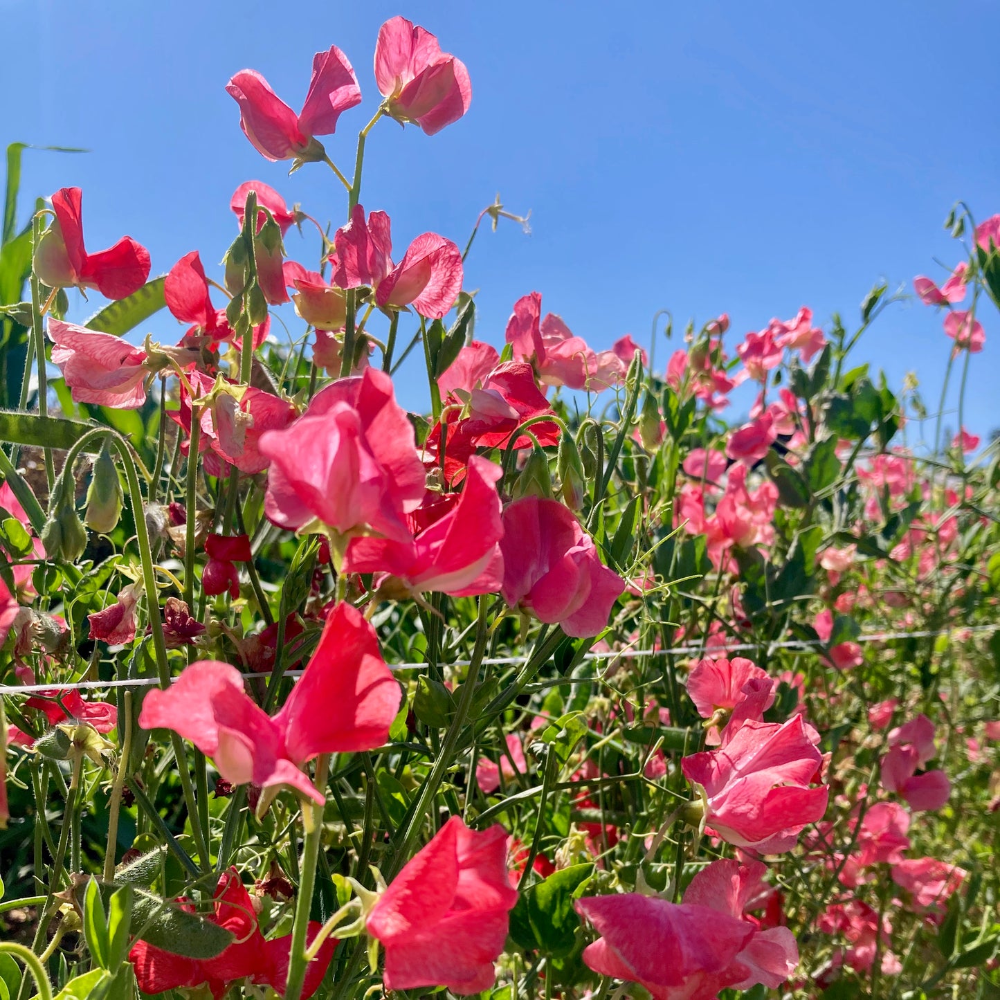 Sweet Pea - Elegance Watermelon