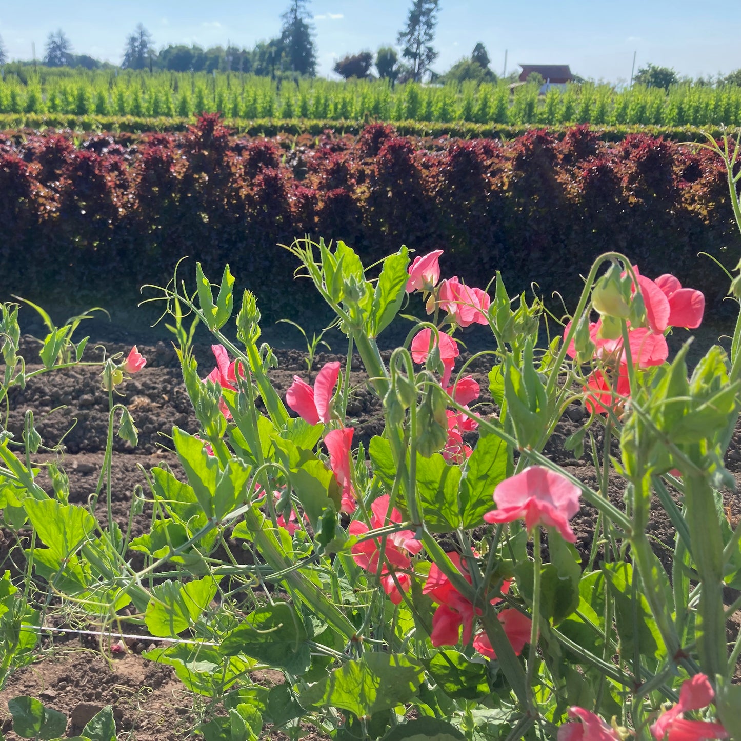 Sweet Pea - Elegance Watermelon