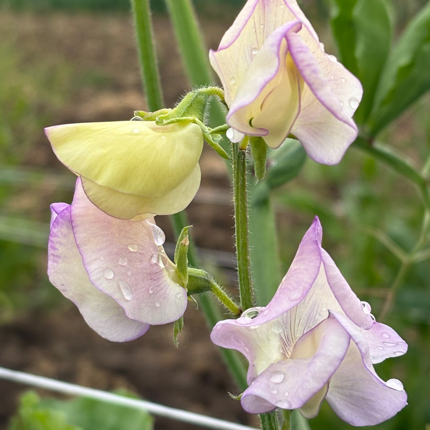 Sweet Pea - High Scent