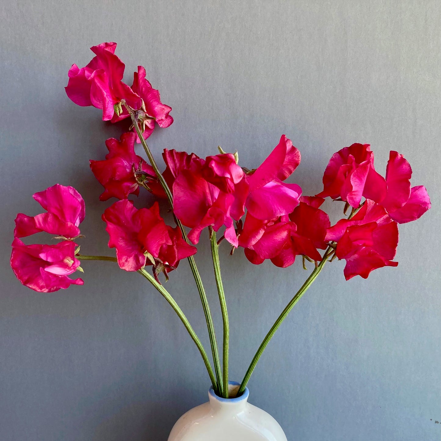 Sweet Pea - Judith Wilkinson