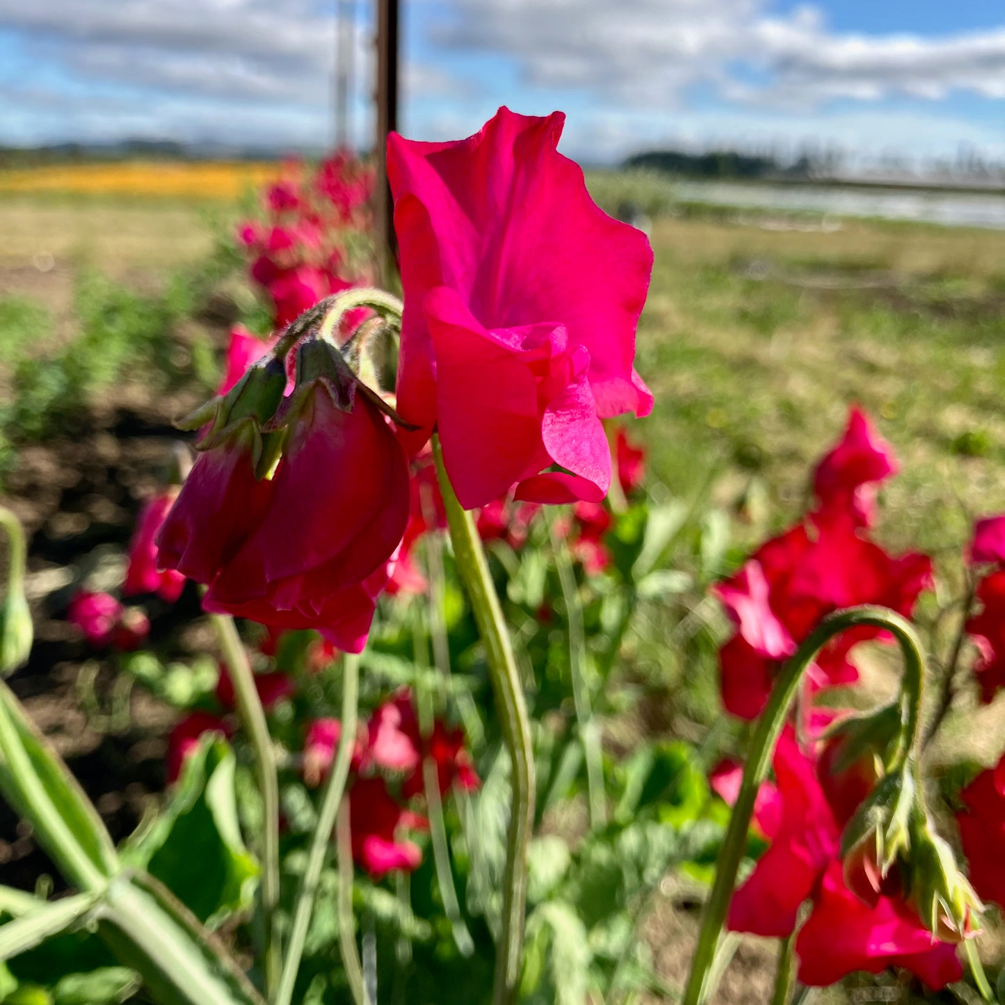 Sweet Pea - Judith Wilkinson