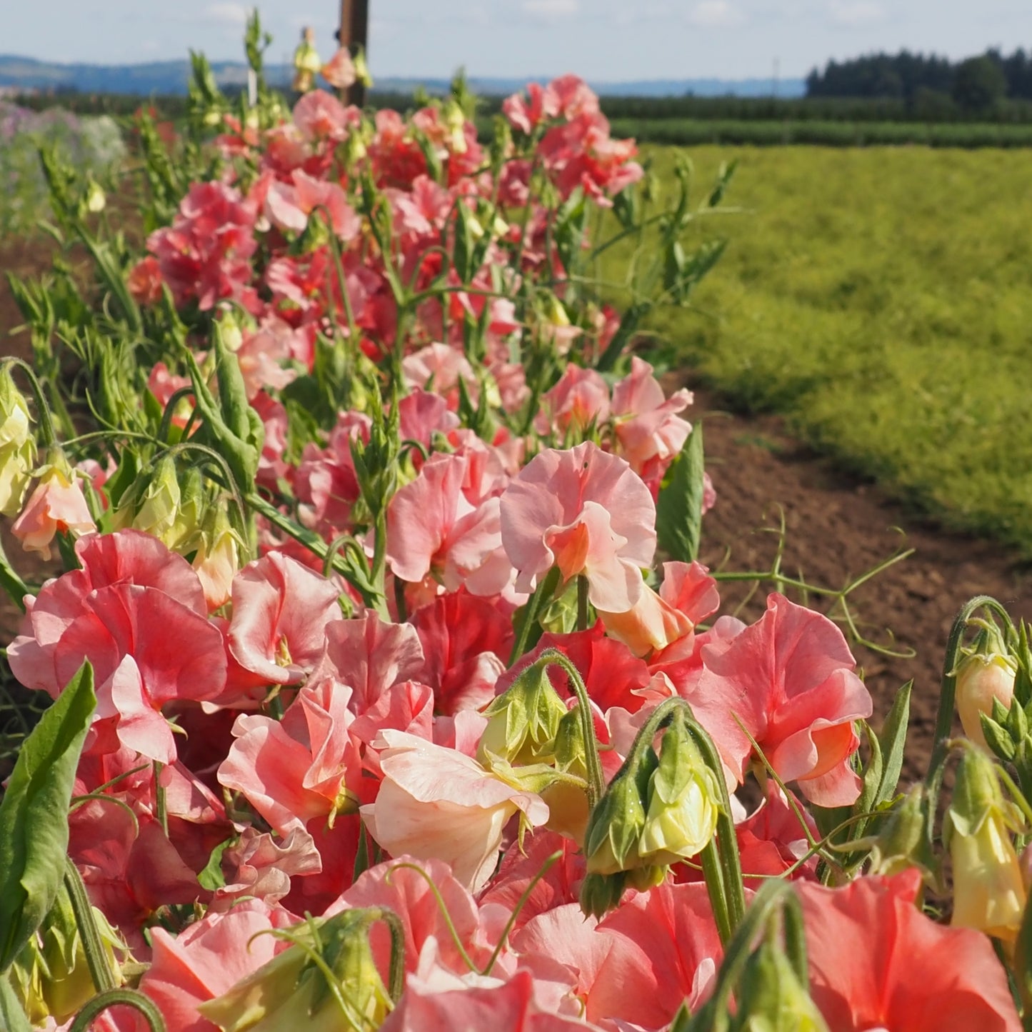 Sweet Pea - King’s Ransom