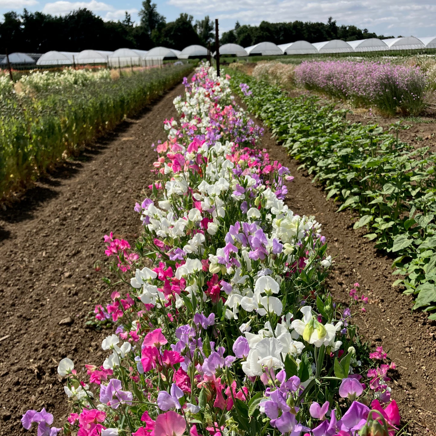 Sweet Pea - Mammoth Blend