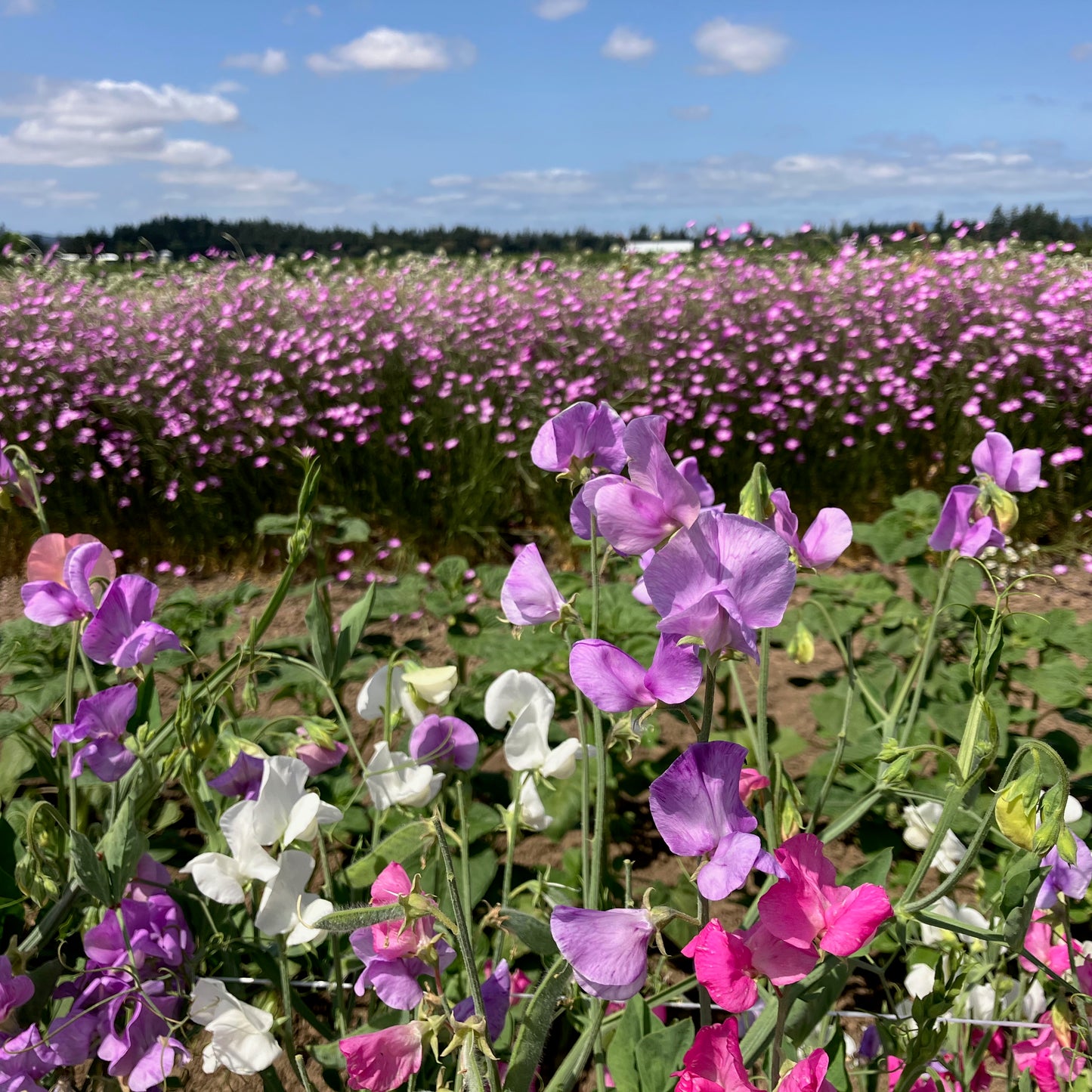 Sweet Pea - Mammoth Blend
