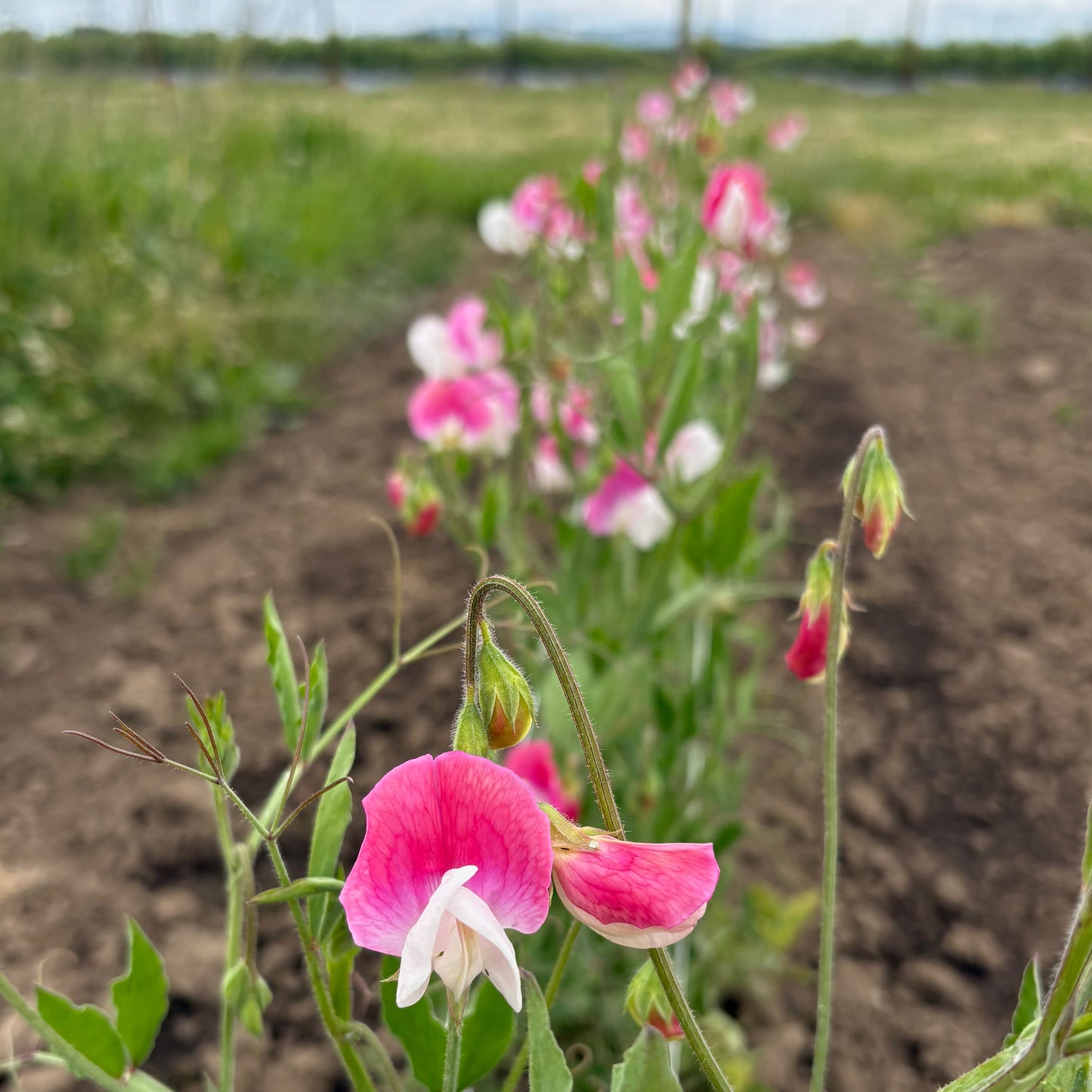Sweet Pea - Painted Lady