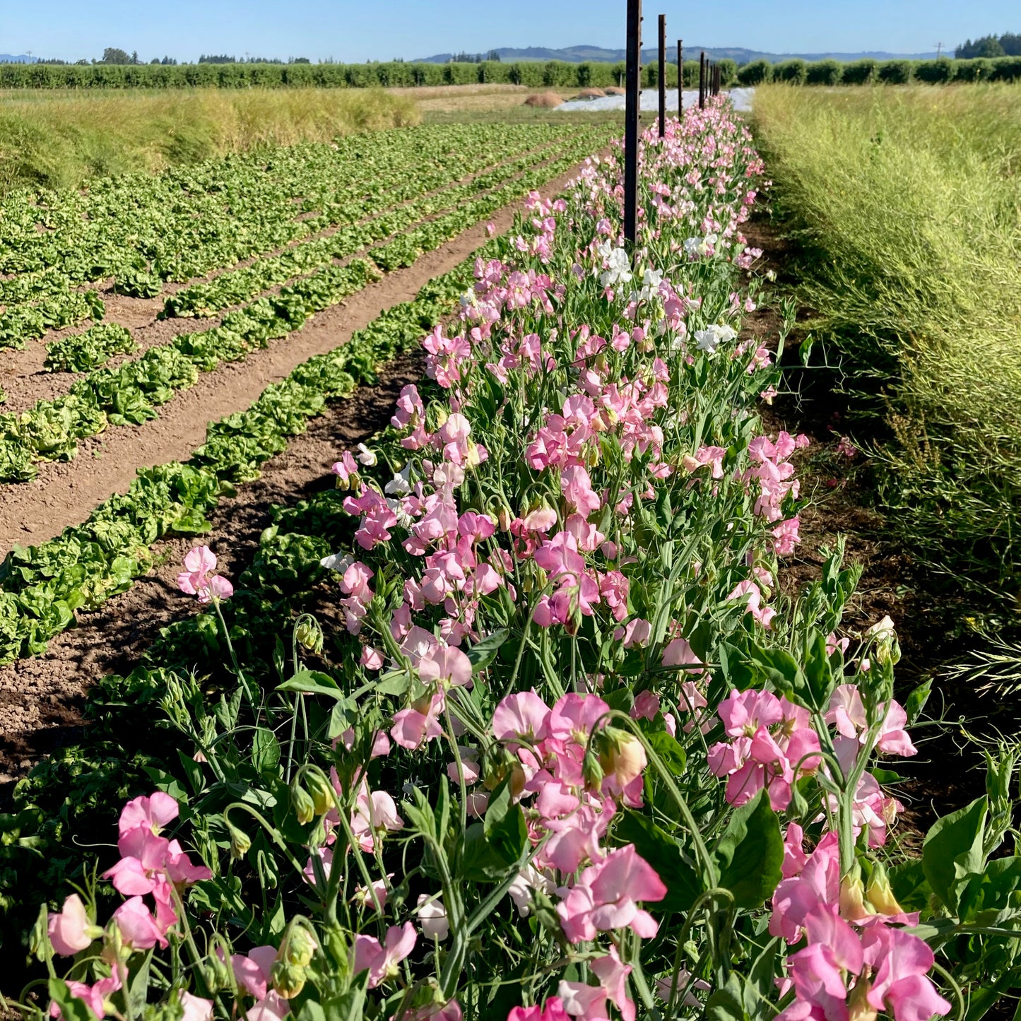 Sweet Pea - Pink Mollie