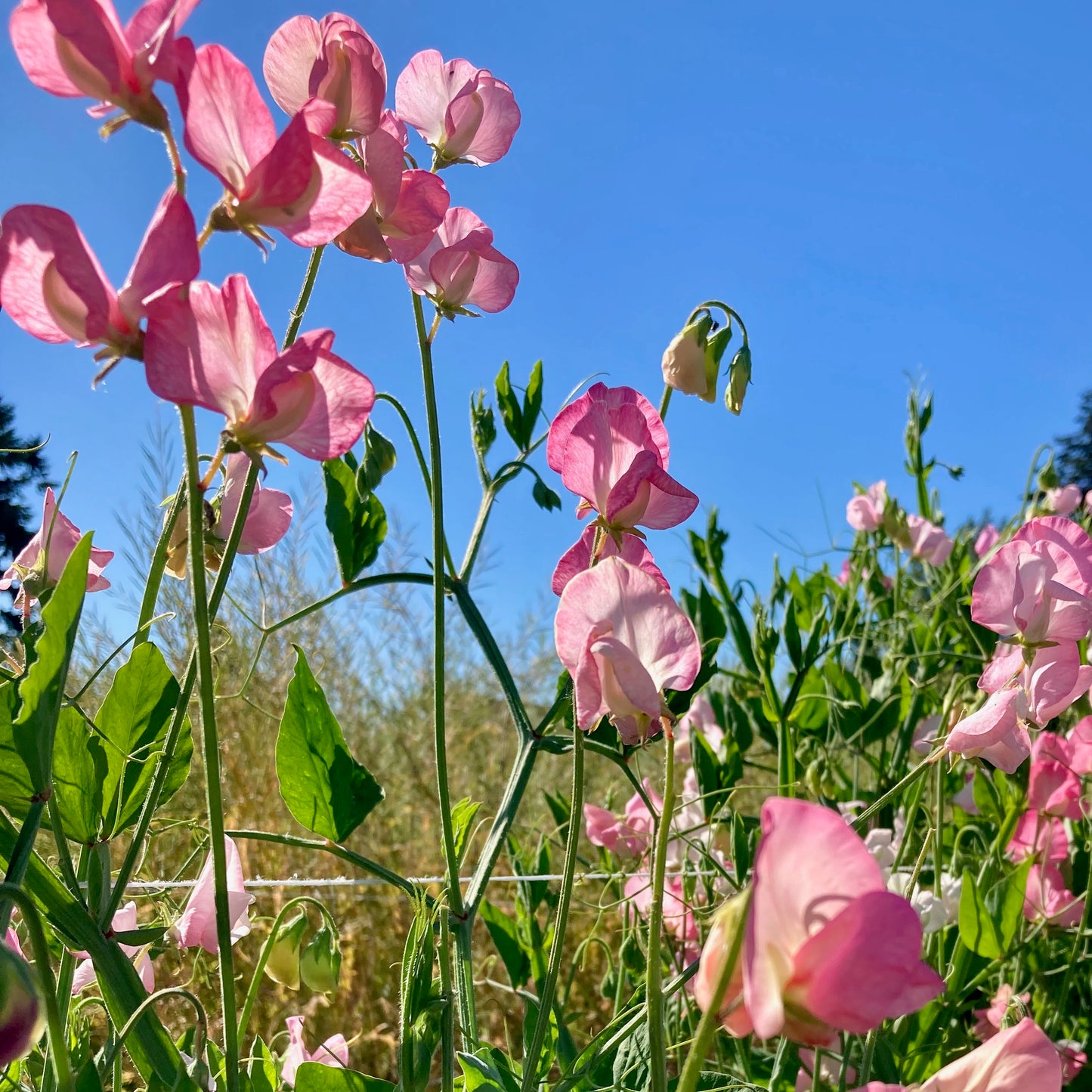 Sweet Pea - Pink Mollie