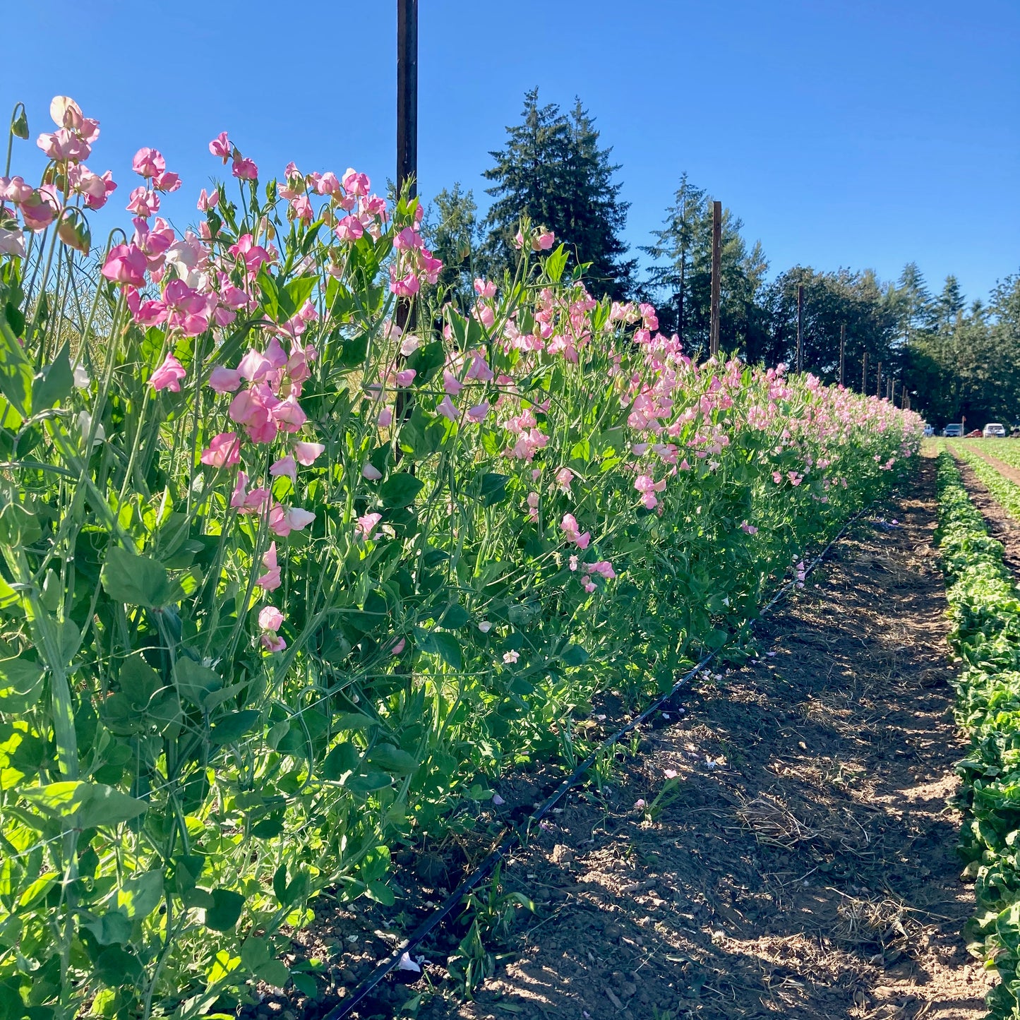 Sweet Pea - Pink Mollie