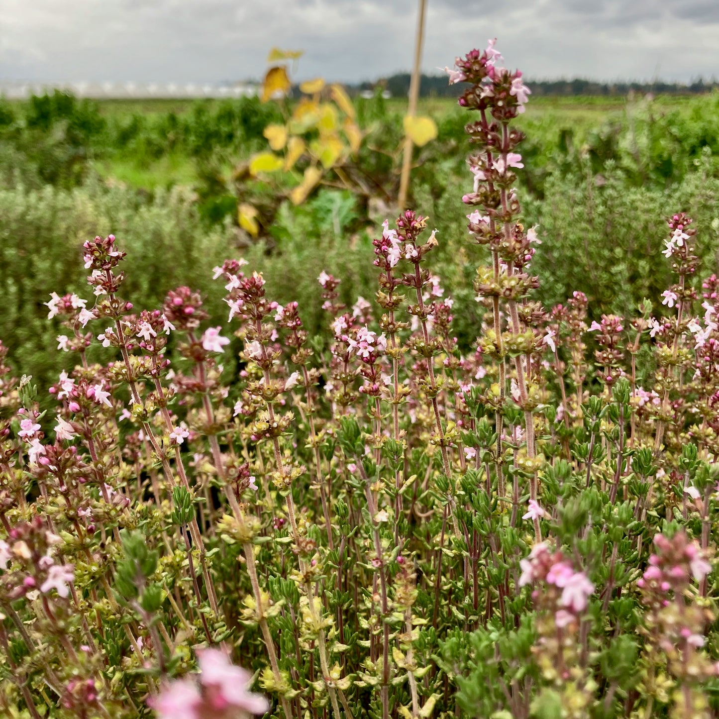 Thyme - German Winter