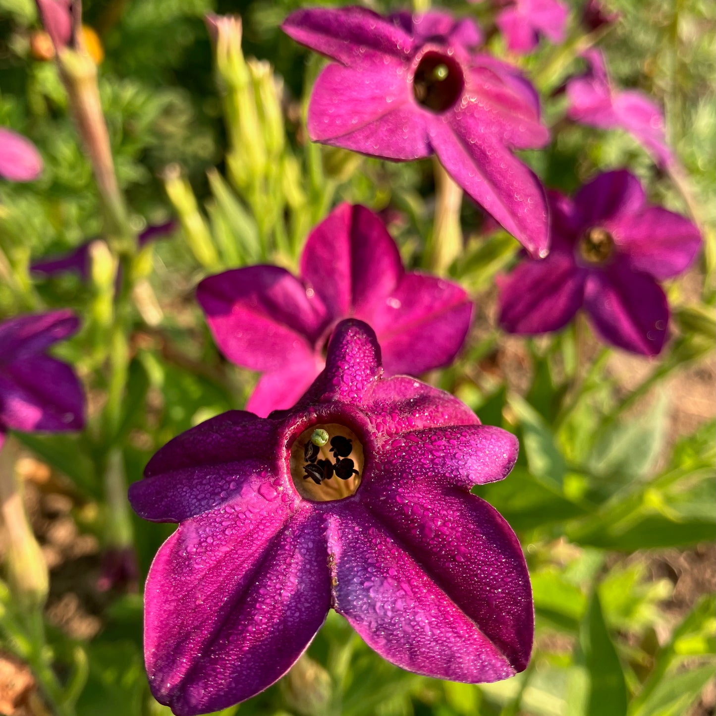 Nicotiana (Tobacco) - Purple Perfume