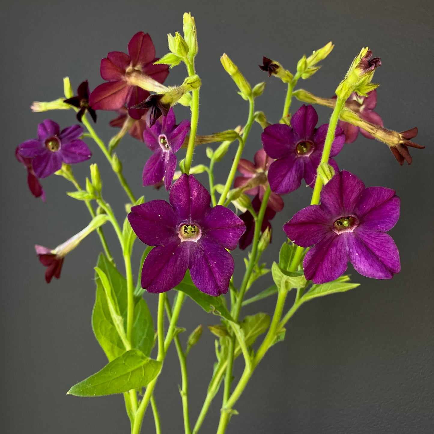 Nicotiana (Tobacco) - Purple Perfume