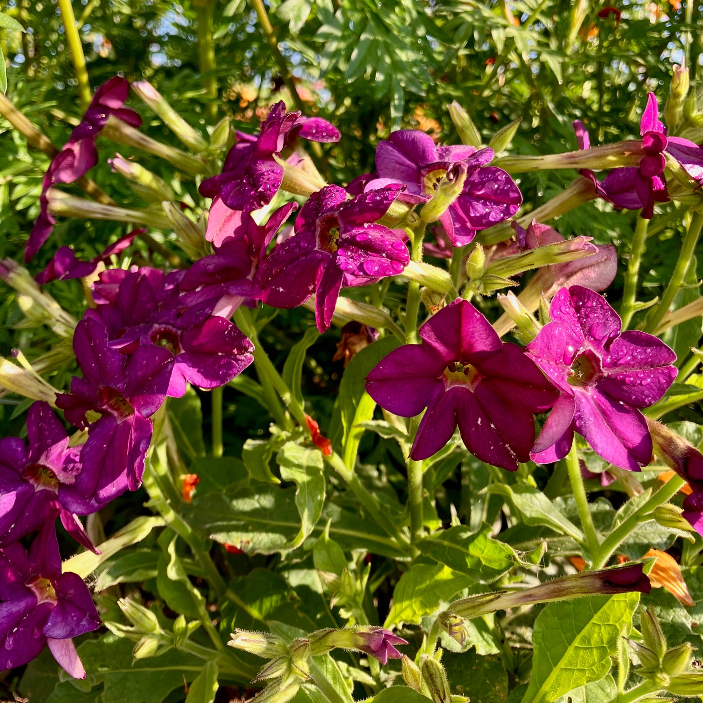 Nicotiana (Tobacco) - Purple Perfume