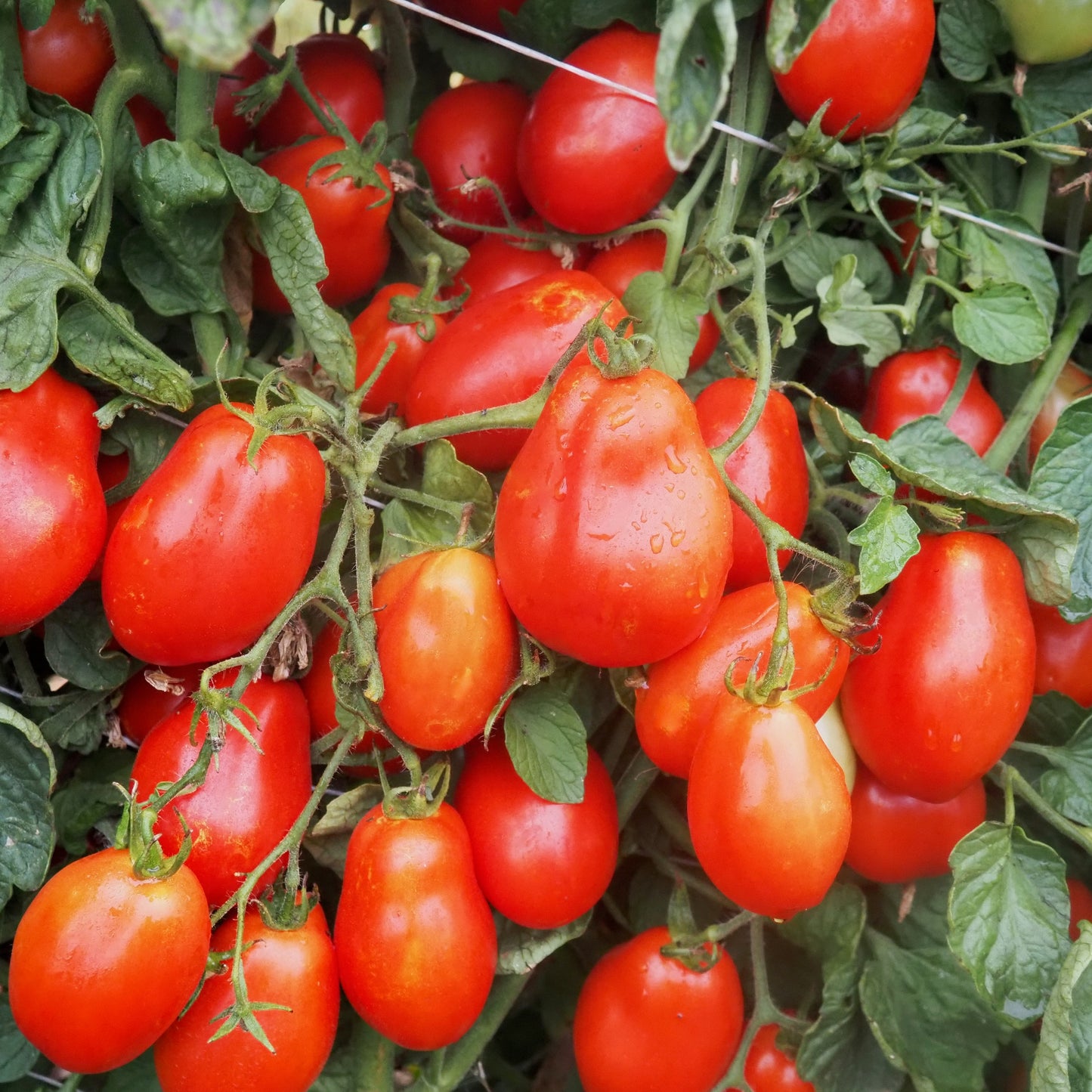 Tomato ⁃ Organic Seed - Amish Paste