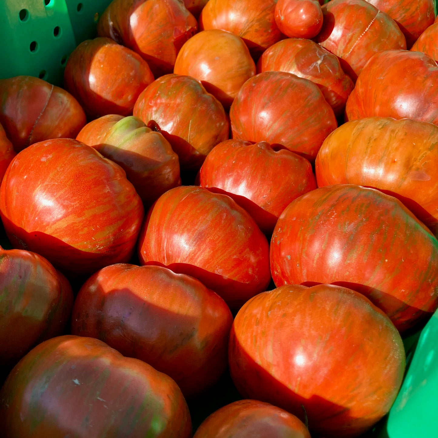 Tomato - Beefy Purple
