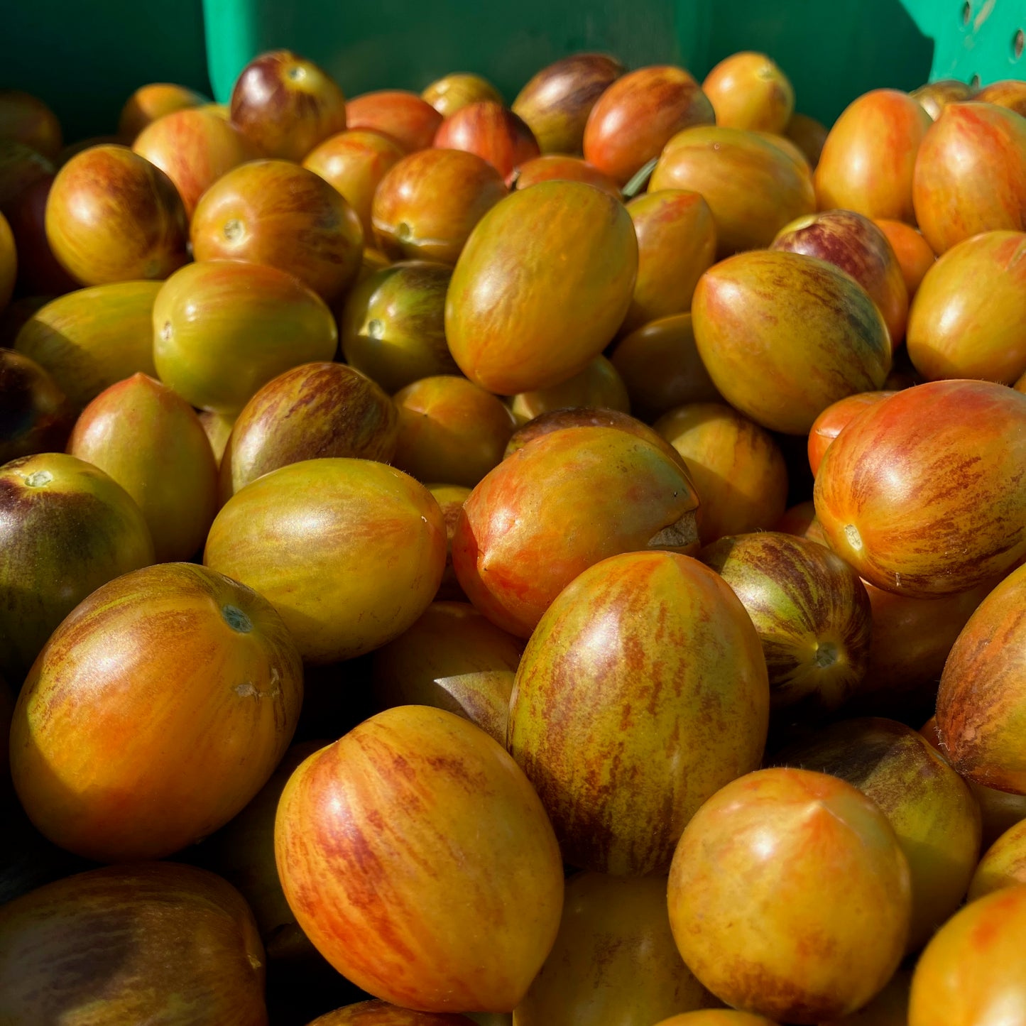 Tomato  - Brad's Atomic Grape