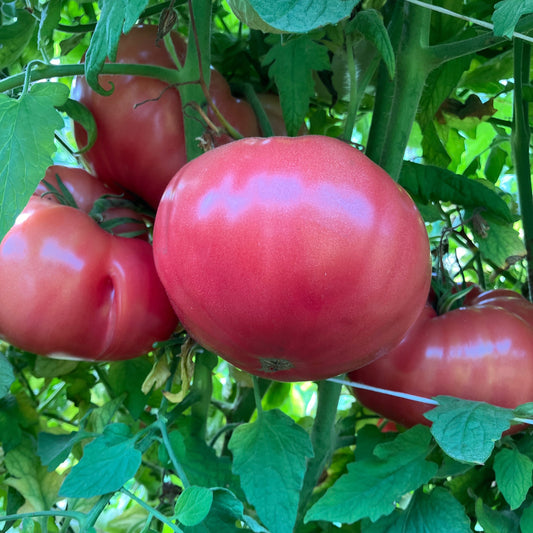Tomato  - Dester